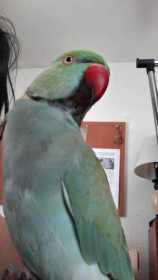 Lost Indian Ringneck Parakeet