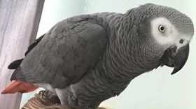 Lost African Grey