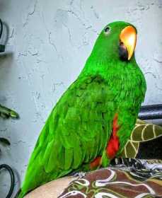 Lost Eclectus