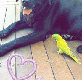 Lost Lory / Lorikeet