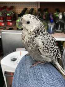 Lost Cockatiel