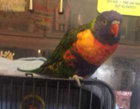 Lost Lory / Lorikeet