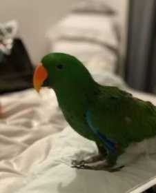 Lost Eclectus