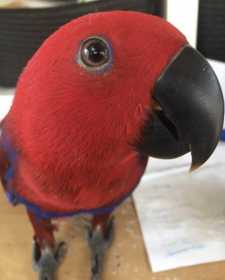 Lost Eclectus