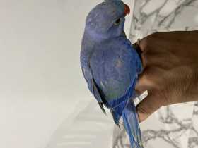 Lost Indian Ringneck Parakeet