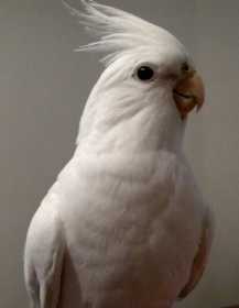 Lost Cockatiel