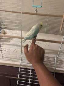 Lost Budgerigar