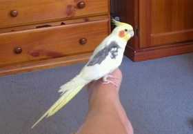 Lost Cockatiel