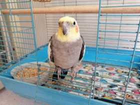 Lost Cockatiel