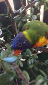 Lost Lory / Lorikeet