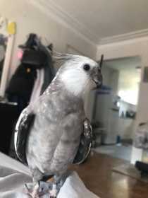 Lost Cockatiel