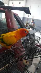 Lost Conure