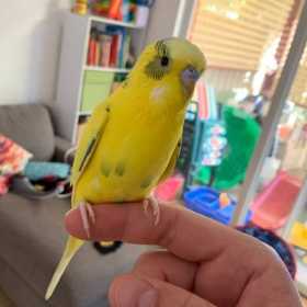 Lost Budgerigar