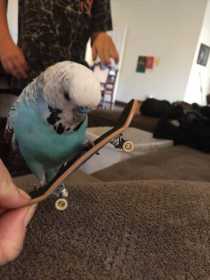 Lost Budgerigar