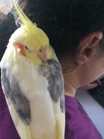 Lost Cockatiel