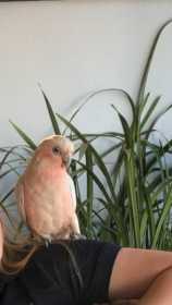 Lost Galah Cockatoo