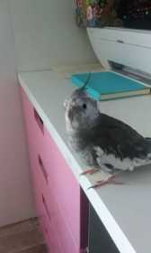 Lost Cockatiel