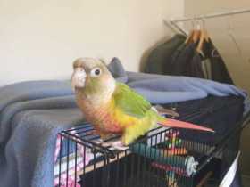 Lost Conure