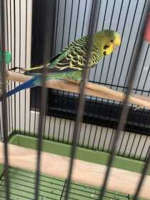 Lost Budgerigar