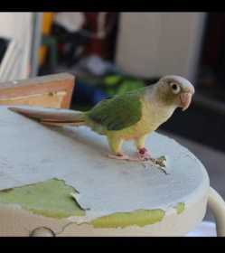 Lost Conure