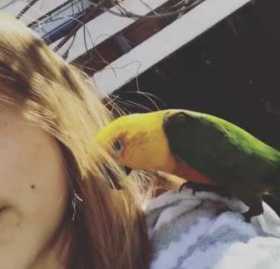 Lost Conure