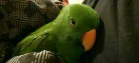 Lost Eclectus