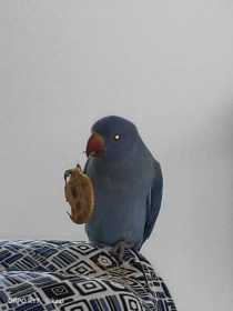 Lost Indian Ringneck Parakeet