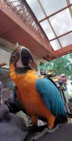 Lost Macaw