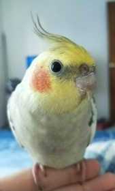 Lost Cockatiel