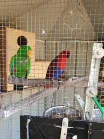 Lost Eclectus