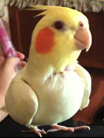 Lost Cockatiel