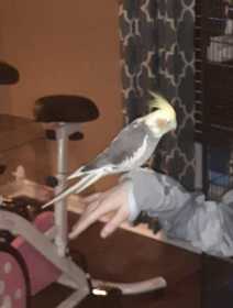 Lost Cockatiel