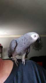 Lost African Grey