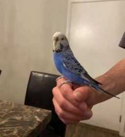 Lost Budgerigar