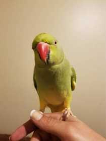 Lost Indian Ringneck Parakeet