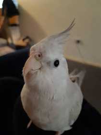 Lost Cockatiel