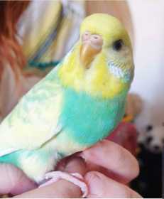 Lost Budgerigar