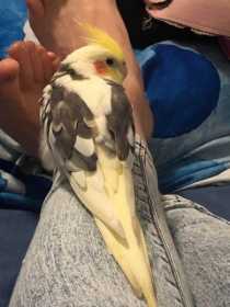 Lost Cockatiel