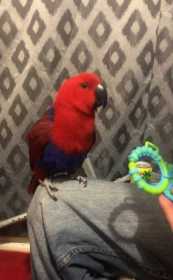 Lost Eclectus