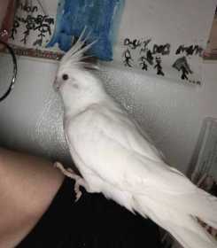 Lost Cockatiel