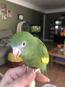 Lost White-Winged / Canary-Winged Parakeet