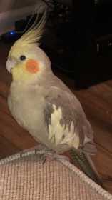 Lost Cockatiel