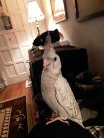 Lost Cockatiel