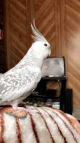 Lost Cockatiel