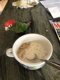 Lost Conure