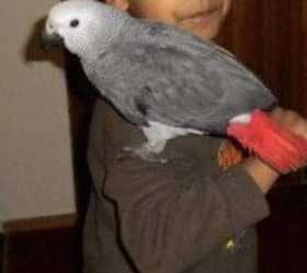 Lost African Grey