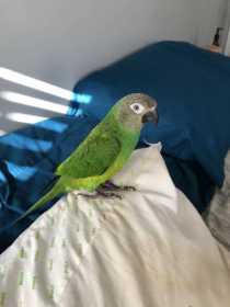 Lost Conure