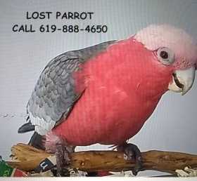 Lost Galah Cockatoo