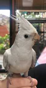 Lost Cockatiel