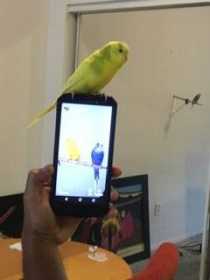 Lost Budgerigar